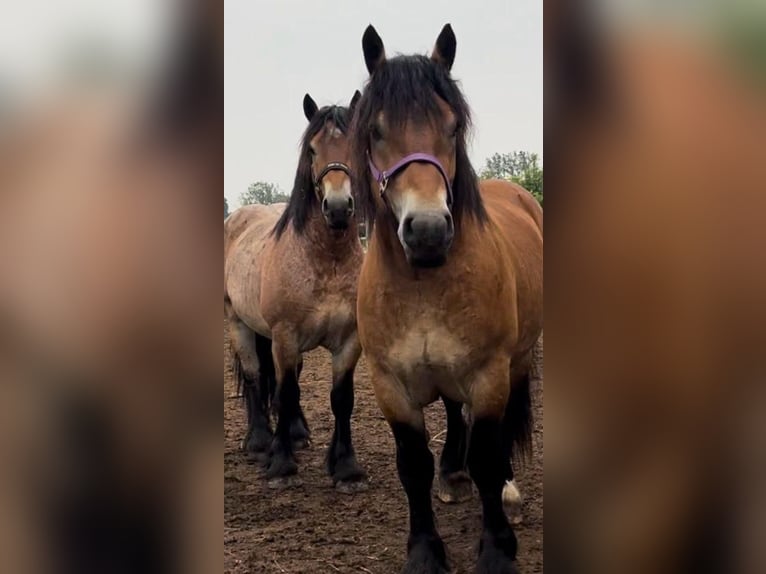 Ardennes Gelding 3 years 15,2 hh Brown in Schleim&#xFC;nde
