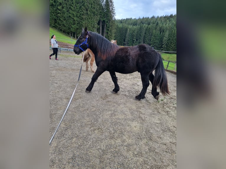Ardennes Gelding 4 years 15.2 hh Black in Schramberg