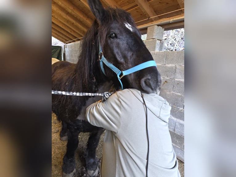 Ardennes Gelding 4 years 15.2 hh Black in Schramberg