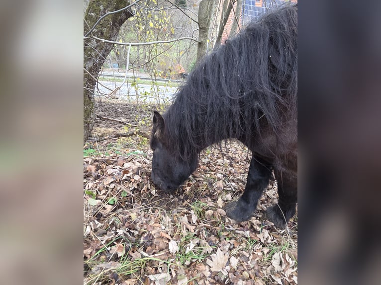 Ardennes Gelding 4 years 15.2 hh Black in Schramberg