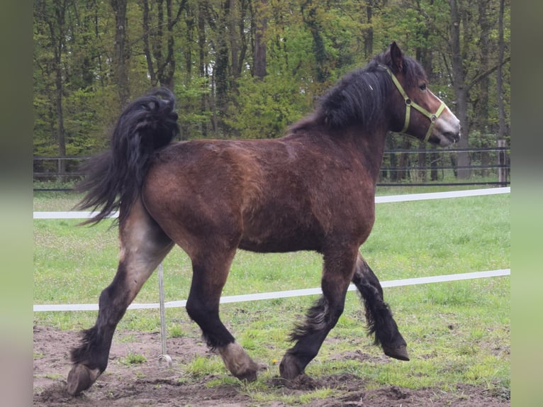 Ardennes Gelding 4 years 15,2 hh Brown in Versmold