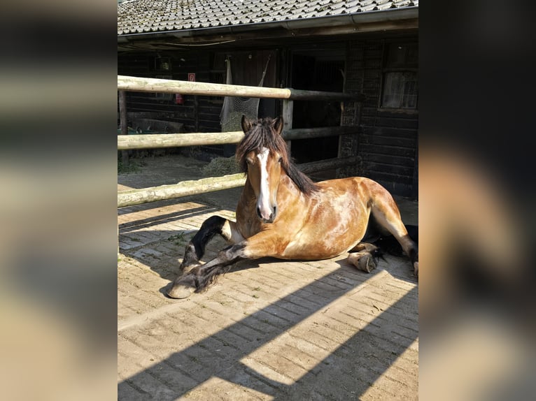 Ardennes Gelding 4 years 15,2 hh Brown in Versmold