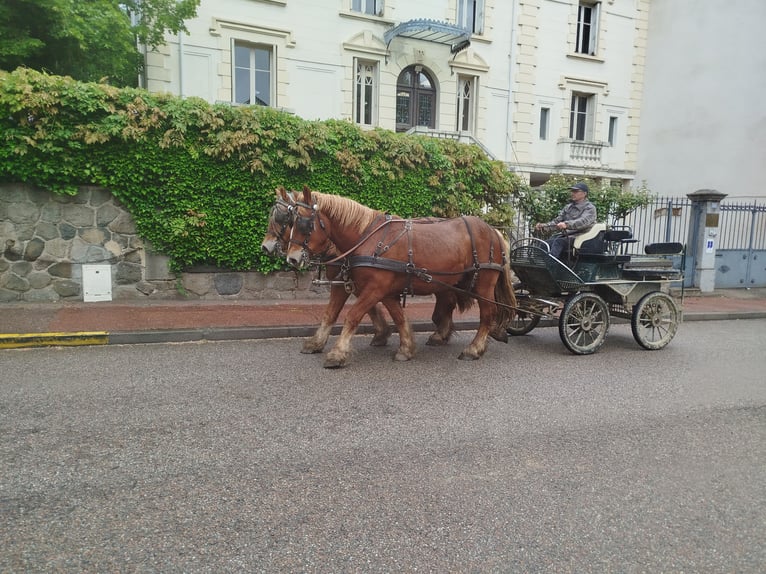Ardennes Gelding 4 years 15,1 hh Chestnut-Red in Souternon