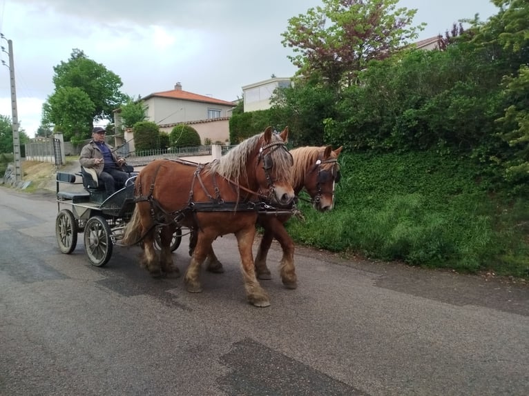 Ardennes Gelding 4 years 15,1 hh Chestnut-Red in Souternon