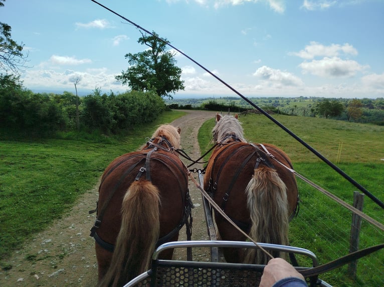 Ardennes Gelding 4 years 15,1 hh Chestnut-Red in Souternon