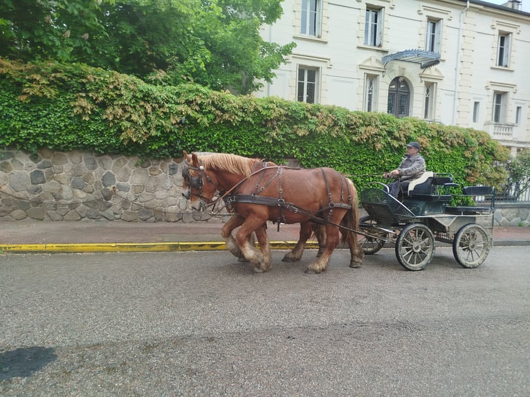Ardennes Gelding 4 years 15,1 hh Chestnut-Red in Souternon