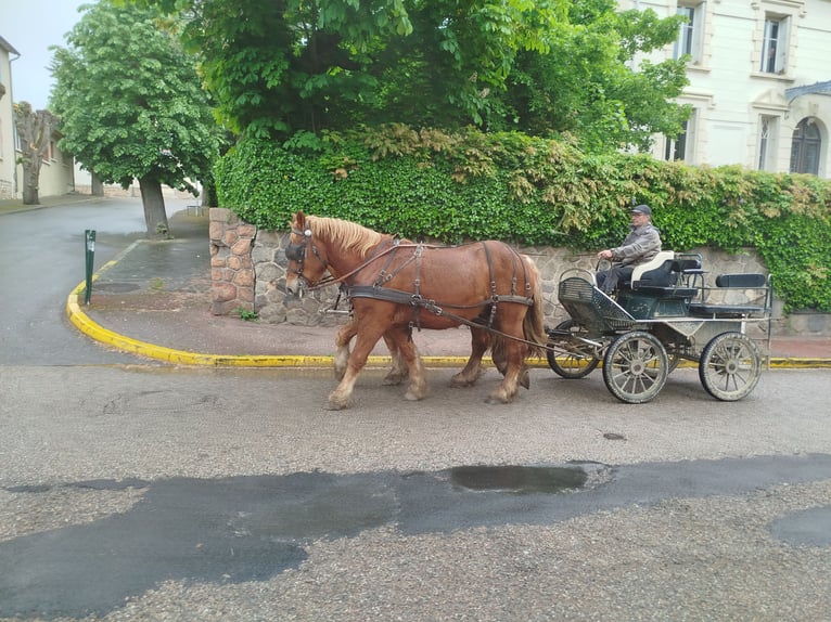 Ardennes Gelding 4 years 15,1 hh Chestnut-Red in Souternon