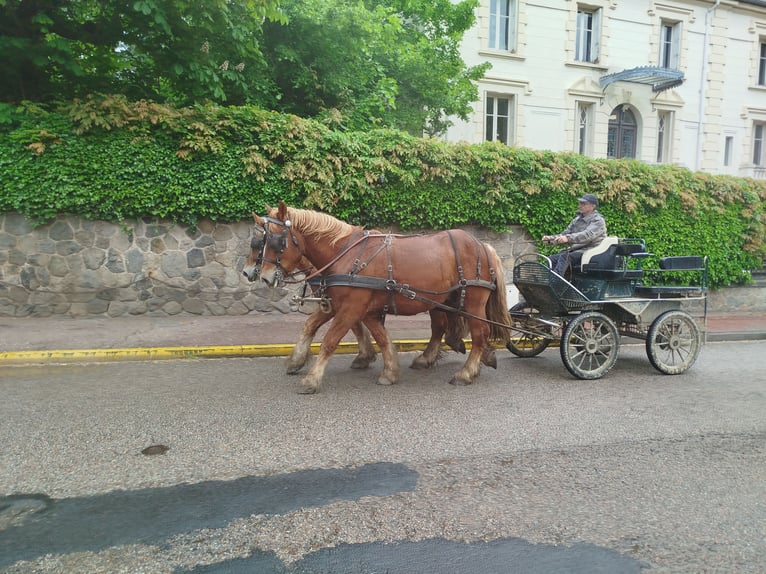 Ardennes Gelding 4 years 15,1 hh Chestnut-Red in Souternon