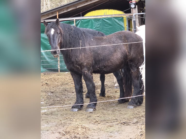 Ardennes Gelding 4 years 15,2 hh Black in Schramberg