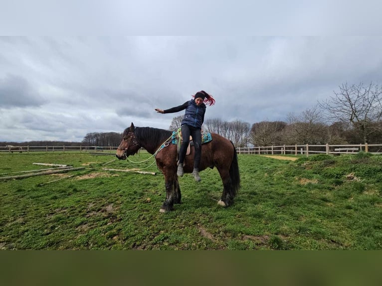 Ardennes Gelding 7 years 16.2 hh Brown in Linkenbach