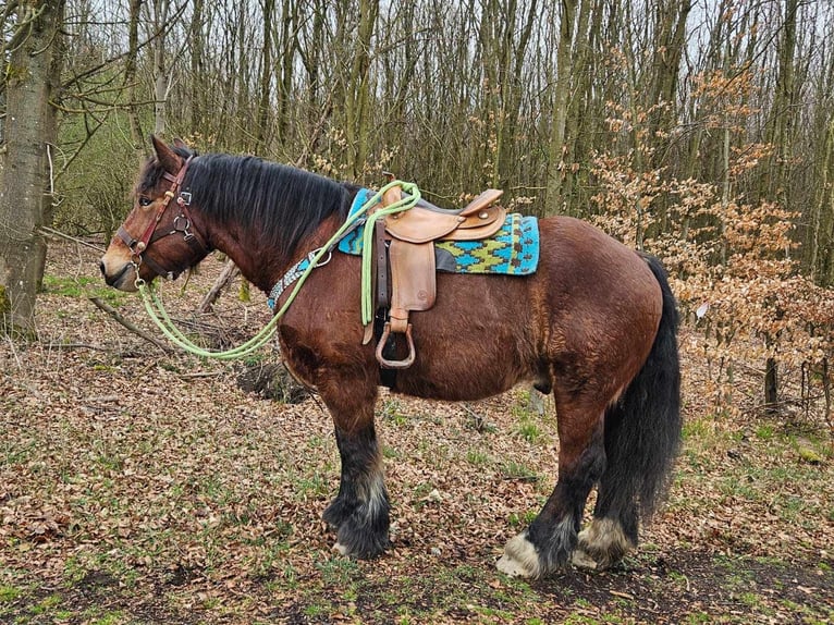 Ardennes Gelding 7 years 16.2 hh Brown in Linkenbach