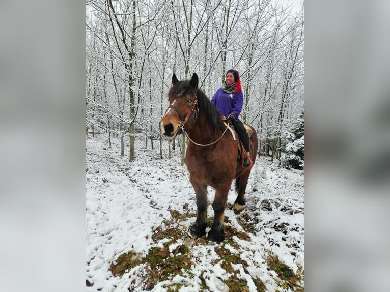 Ardennes Gelding 7 years 16,2 hh Brown in Linkenbach