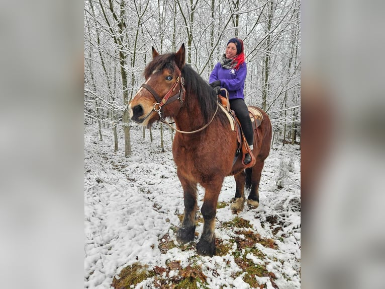 Ardennes Gelding 7 years 16,2 hh Brown in Linkenbach