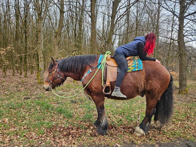 Ardennes Gelding 7 years 16,2 hh Brown in Linkenbach