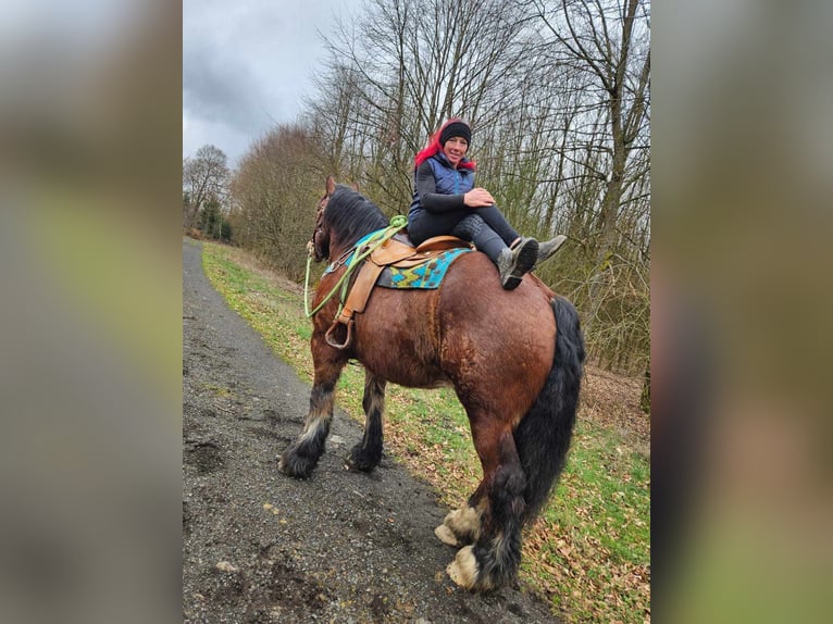 Ardennes Gelding 7 years 16,2 hh Brown in Linkenbach