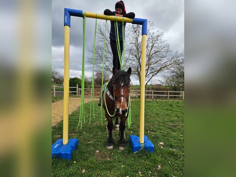 Ardennes Gelding 7 years 16,2 hh Brown in Linkenbach