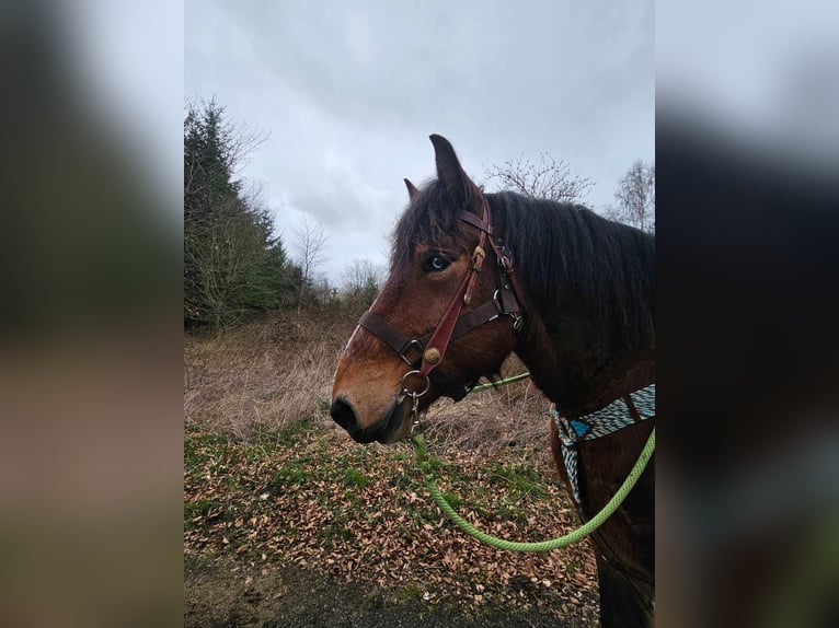 Ardennes Gelding 7 years 16,2 hh Brown in Linkenbach