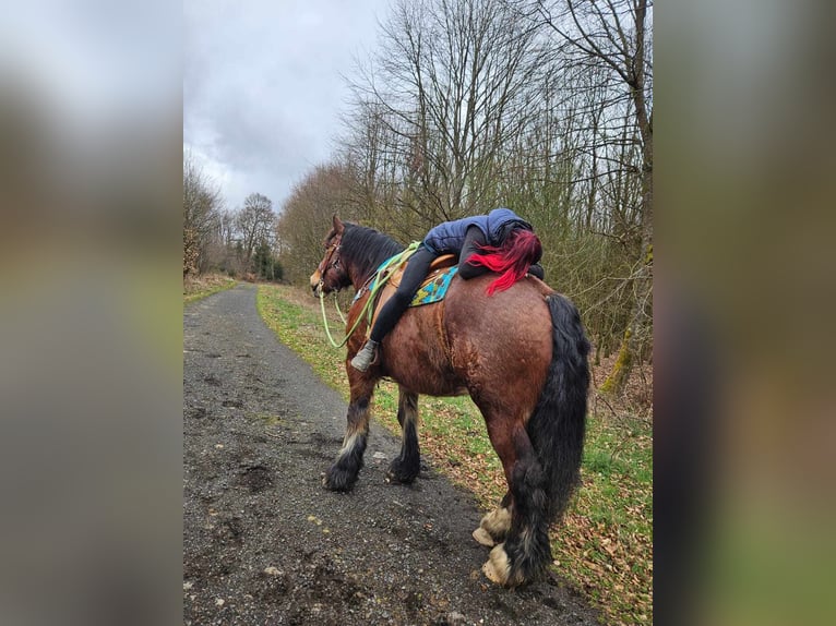 Ardennes Gelding 7 years 16,2 hh Brown in Linkenbach