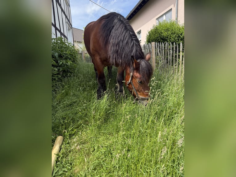 Ardennes Mare 11 years 15.3 hh Bay-Dark in Wiehl