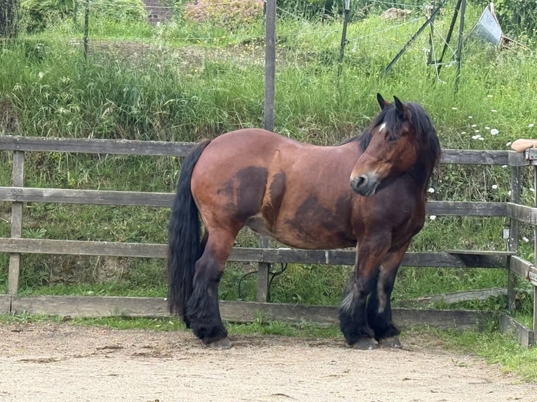 Ardennes Mare 11 years 15.3 hh Bay-Dark in Wiehl