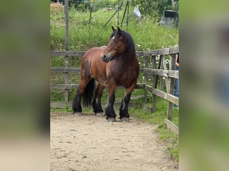 Ardennes Mare 11 years 15.3 hh Bay-Dark in Wiehl