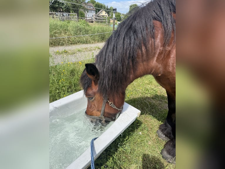 Ardennes Mare 11 years 15.3 hh Bay-Dark in Wiehl