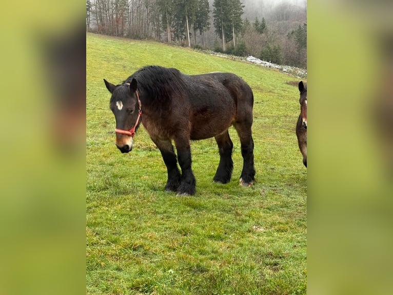 Ardennes Mare 12 years 15,2 hh Brown in Daleiden