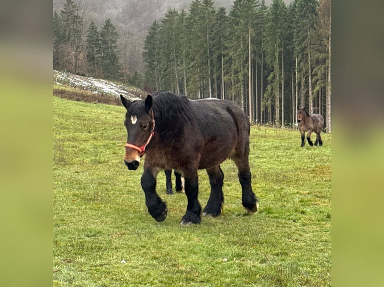 Ardennes Mare 12 years 15,2 hh Brown in Daleiden