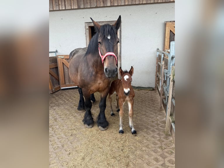 Ardennes Mare 13 years 15.2 hh Brown in Daleiden