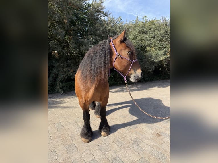Ardennes Mare 14 years 14.2 hh Brown in Seeburg