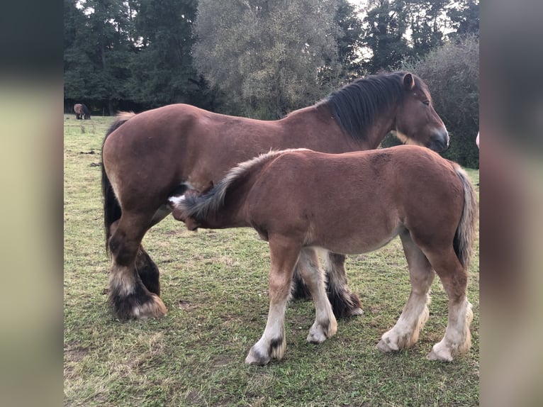 Ardennes Mare 14 years Brown in Rochefort