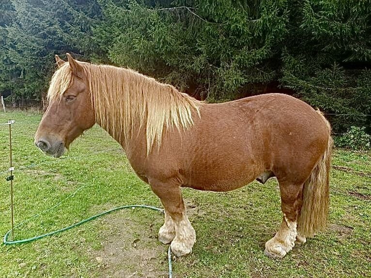 Ardennes Mare 16 years 16 hh Bay-Dark in Sembadel