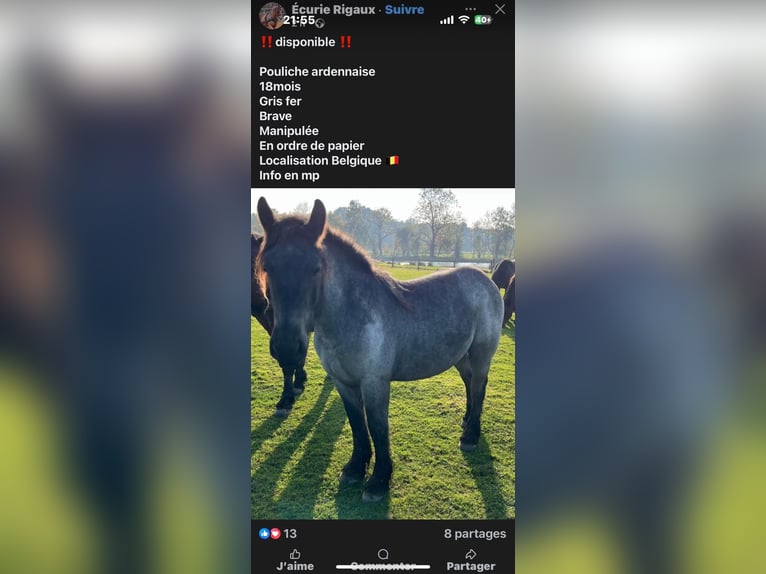 Ardennes Mare 1 year 14,2 hh Grey-Dark-Tan in Libramont Ardennes Mare 1 year 14,2 hh Grey-Dark-Tan in Libramont