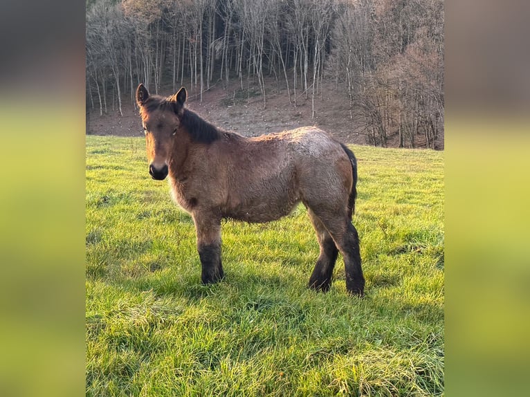 Ardennes Mare 1 year 15,1 hh Brown Falb mold in Daleiden