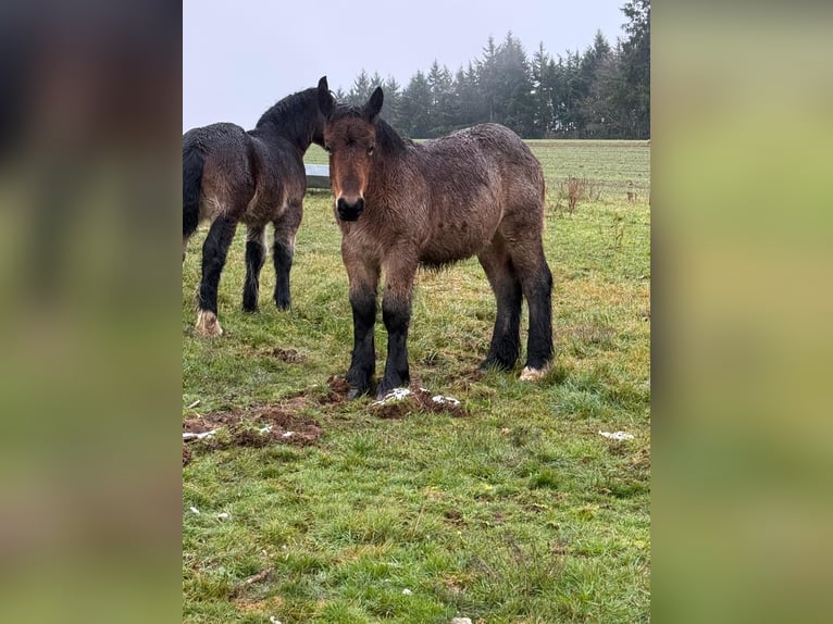 Ardennes Mare 1 year 15,1 hh Brown Falb mold in Daleiden