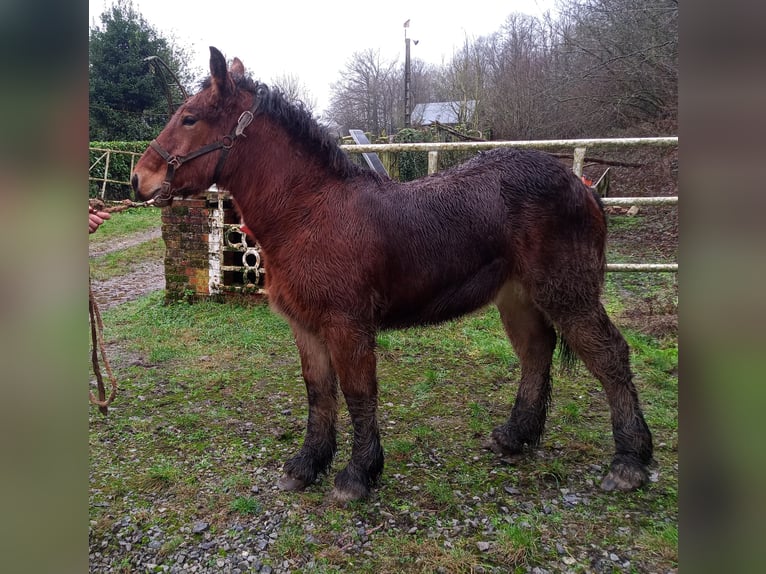 Ardennes Mare 1 year Brown in Sorbais