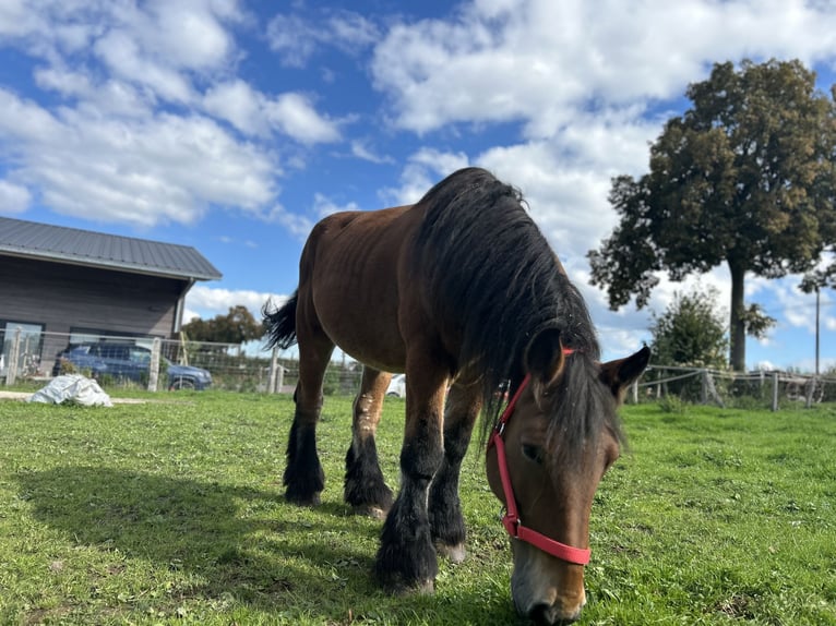 Ardennes Mare 20 years Brown in Kettenis