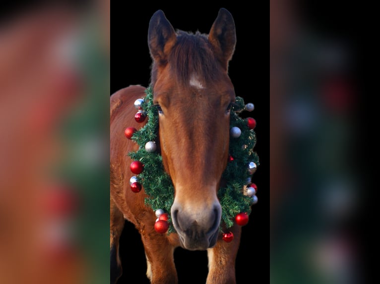 Ardennes Mare 2 years 15,1 hh Brown in Velpke