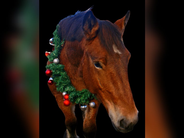 Ardennes Mare 2 years 15,1 hh Brown in Velpke