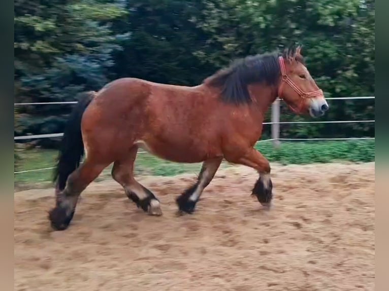 Ardennes Mare 2 years 15,1 hh Brown in Velpke
