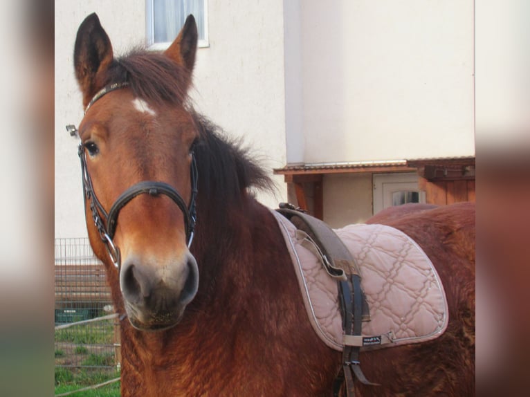 Ardennes Mare 2 years 15,1 hh Brown in Velpke