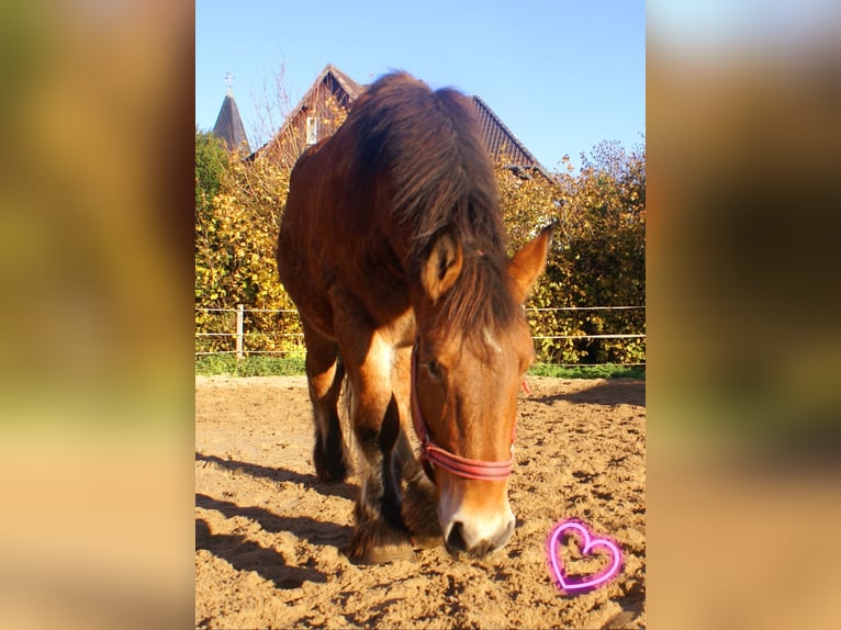 Ardennes Mare 2 years 15,1 hh Brown in Velpke