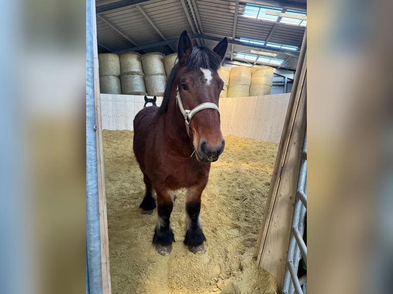 Ardennes Mare 3 years 14,3 hh Brown in Daleiden