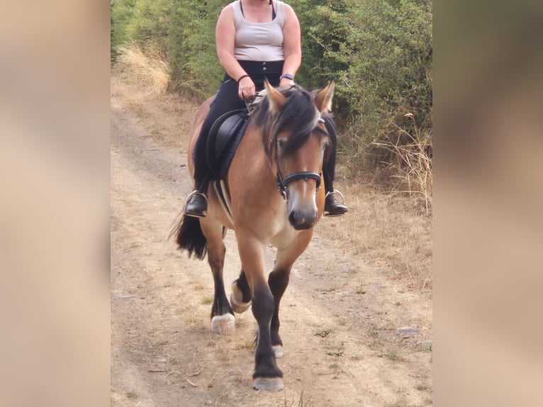 Ardennes Mare 3 years 15 hh Brown in Nettersheim