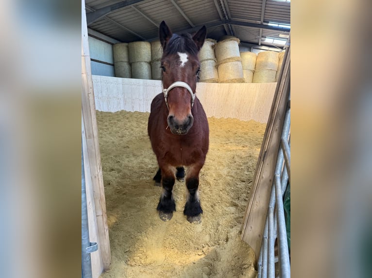 Ardennes Mare 4 years 14,3 hh Brown in Daleiden