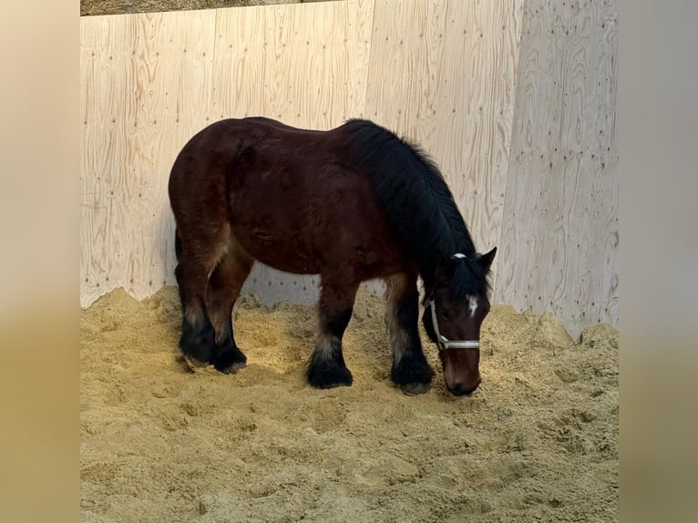 Ardennes Mare 4 years 14,3 hh Brown in Daleiden