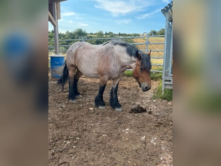 Ardennes Mare 4 years 15 hh Brown Falb mold in Daleiden