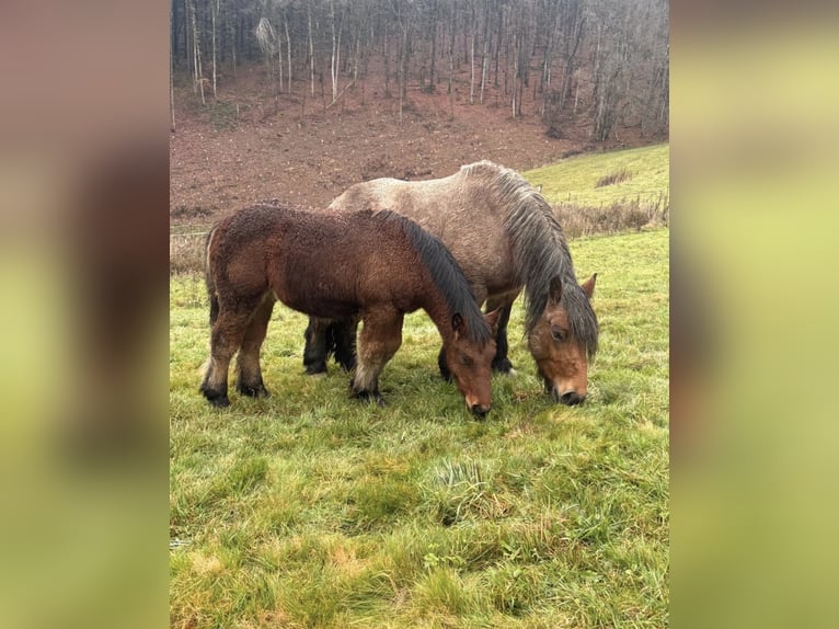 Ardennes Mare 4 years 15 hh  in Daleiden