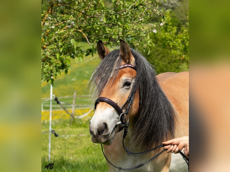 Ardennes Mare 4 years 15,2 hh Brown in Hayingen