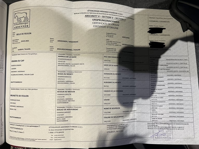 Ardennes Mare 5 years 14.2 hh Roan-Bay in Daleiden